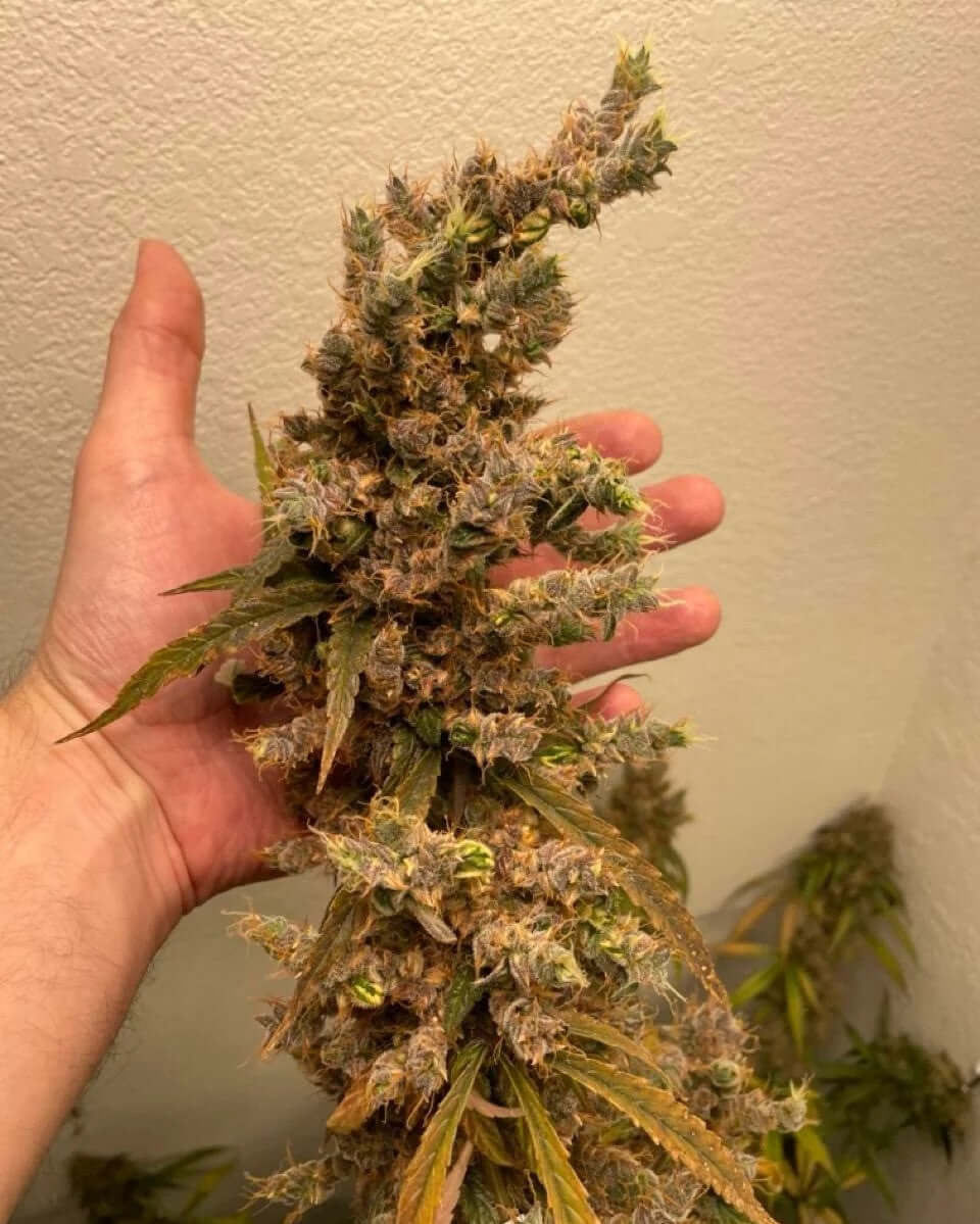 Cannabis Foxtails – Was sind sie und wie entstehen sie?