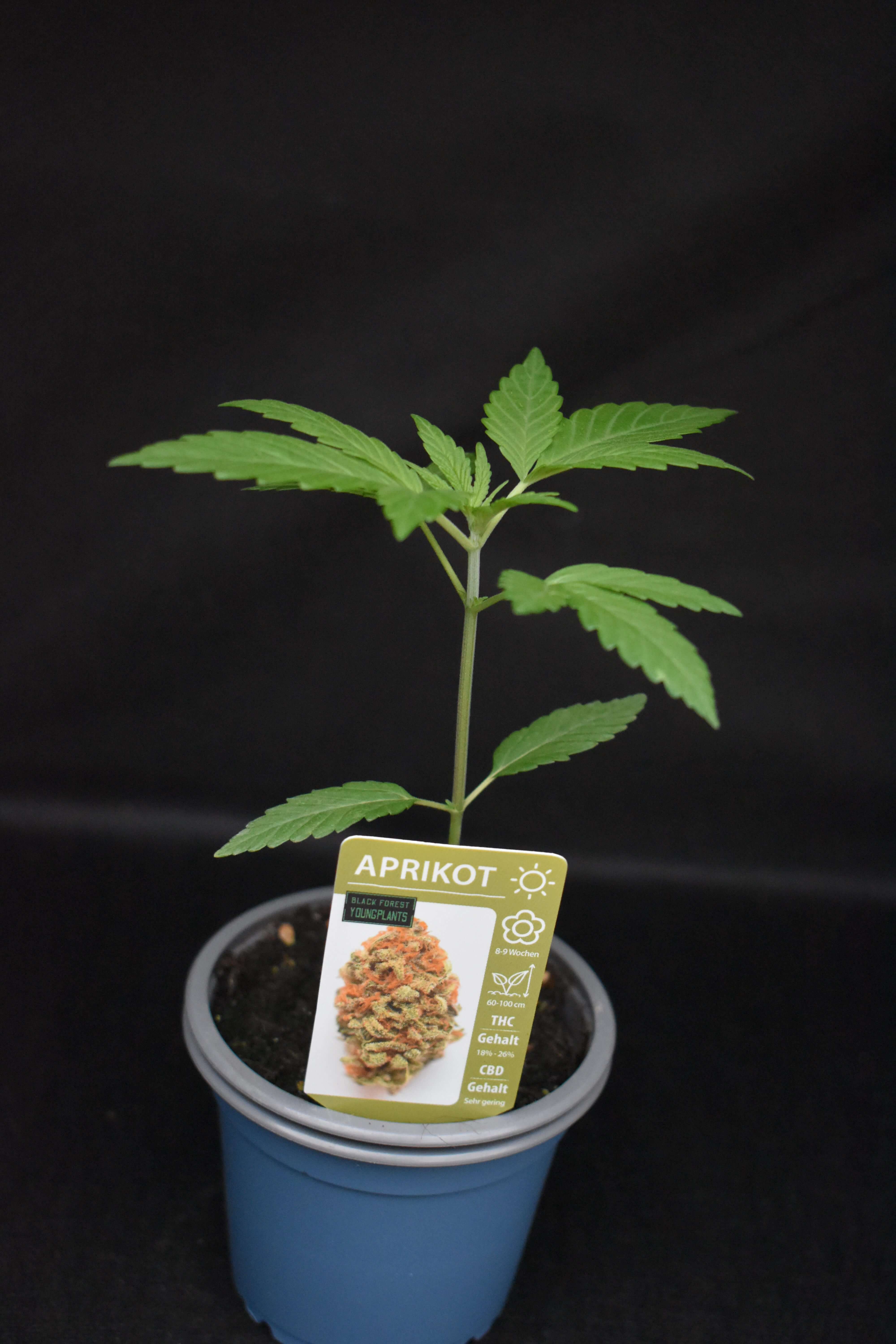 Apricot Jungpflanze – Produktfoto bei Black Forest Seeds