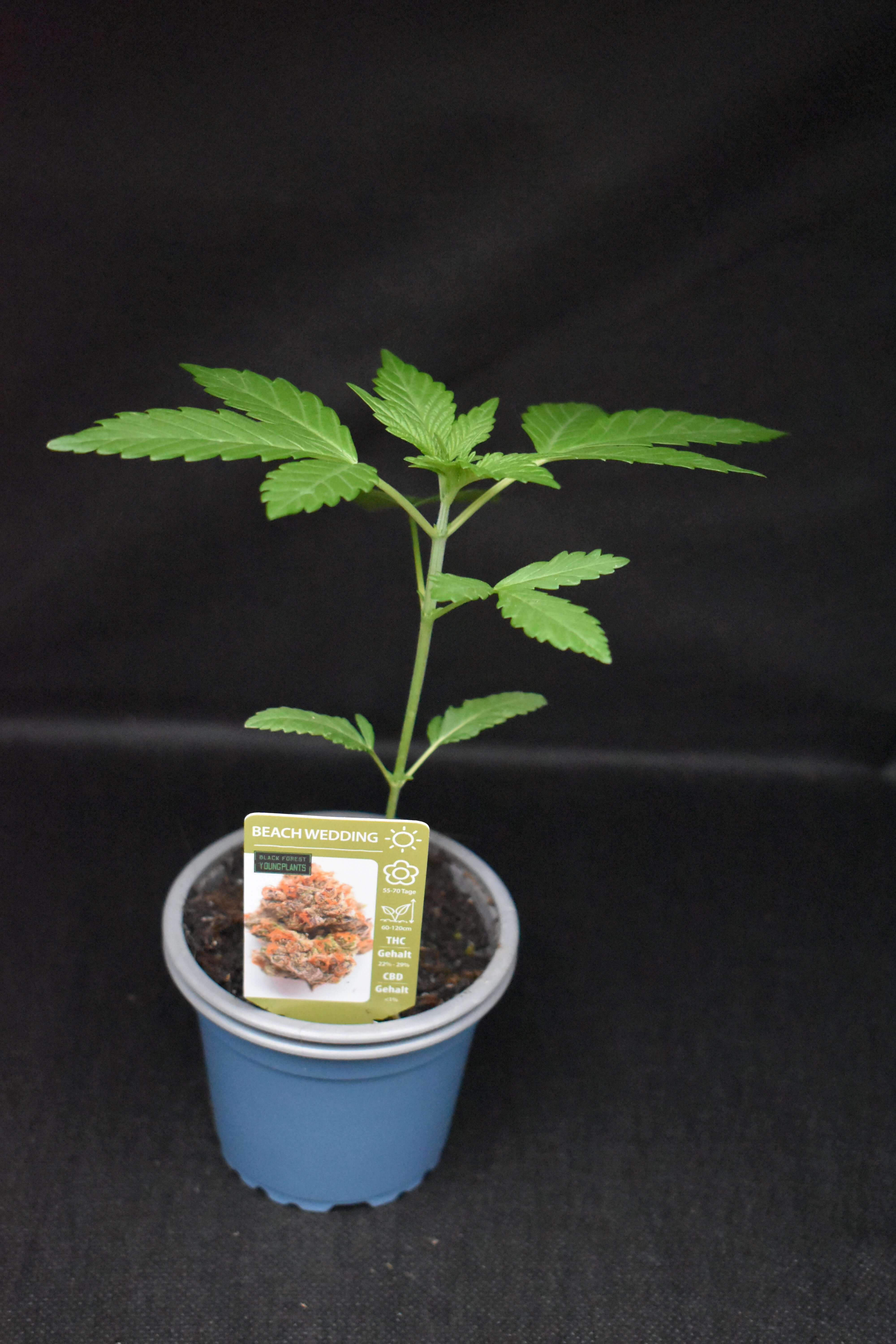 Beach Wedding Jungpflanze – Produktfoto bei Black Forest Seeds
