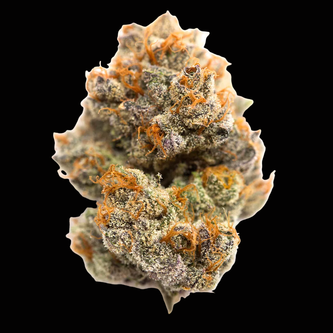 Blue Sherbert – Produktfoto bei Black Forest Seeds