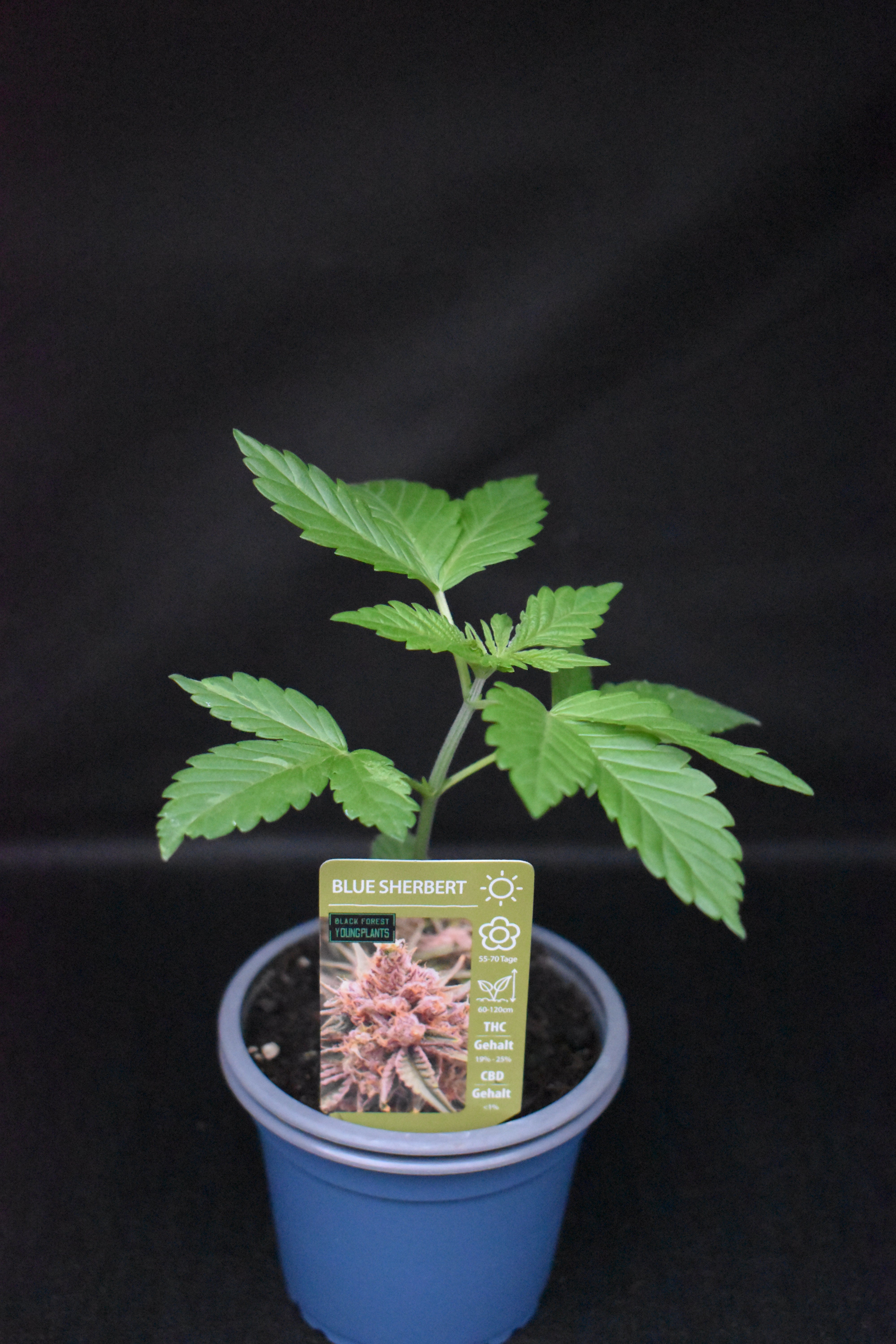 Blue Sherbert Jungpflanze