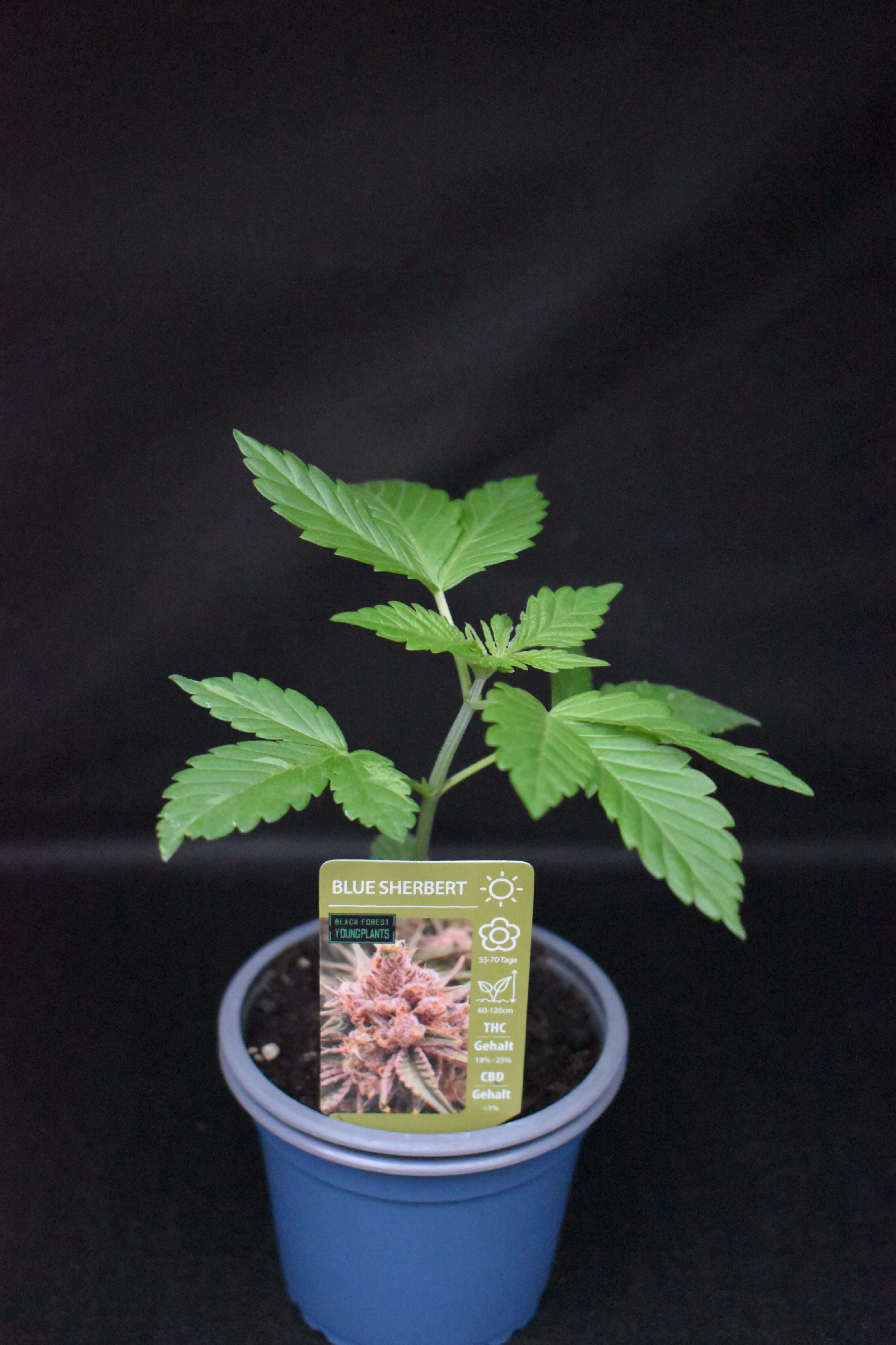 Blue Sherbert Jungpflanze – Produktfoto bei Black Forest Seeds