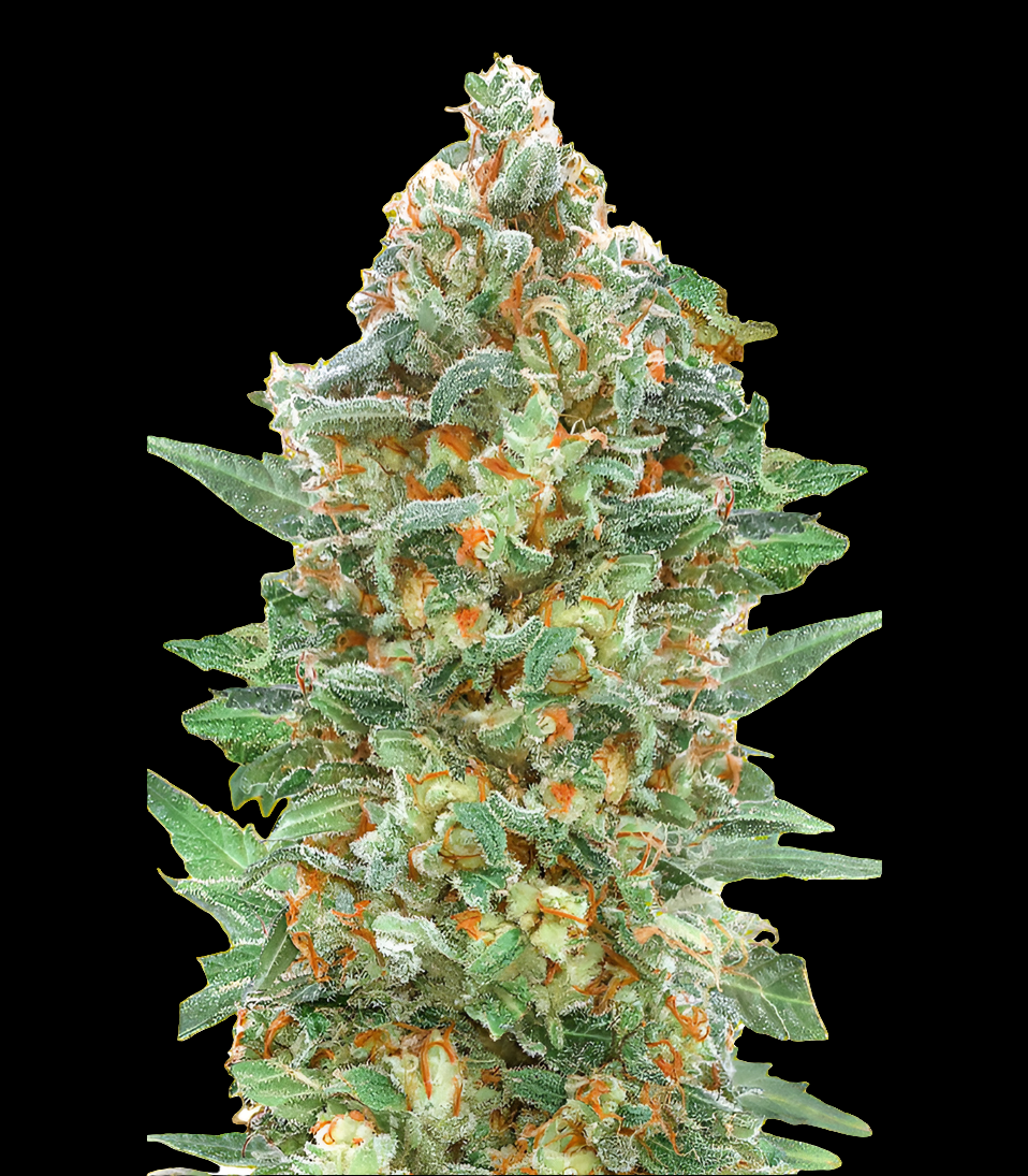 Critical Lemon Fast – Produktfoto bei Black Forest Seeds