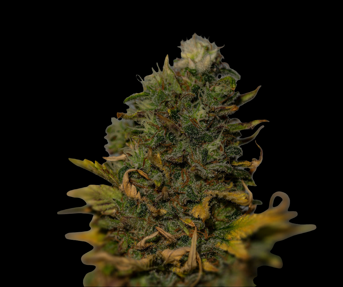 G13 Punch – Produktfoto bei Black Forest Seeds