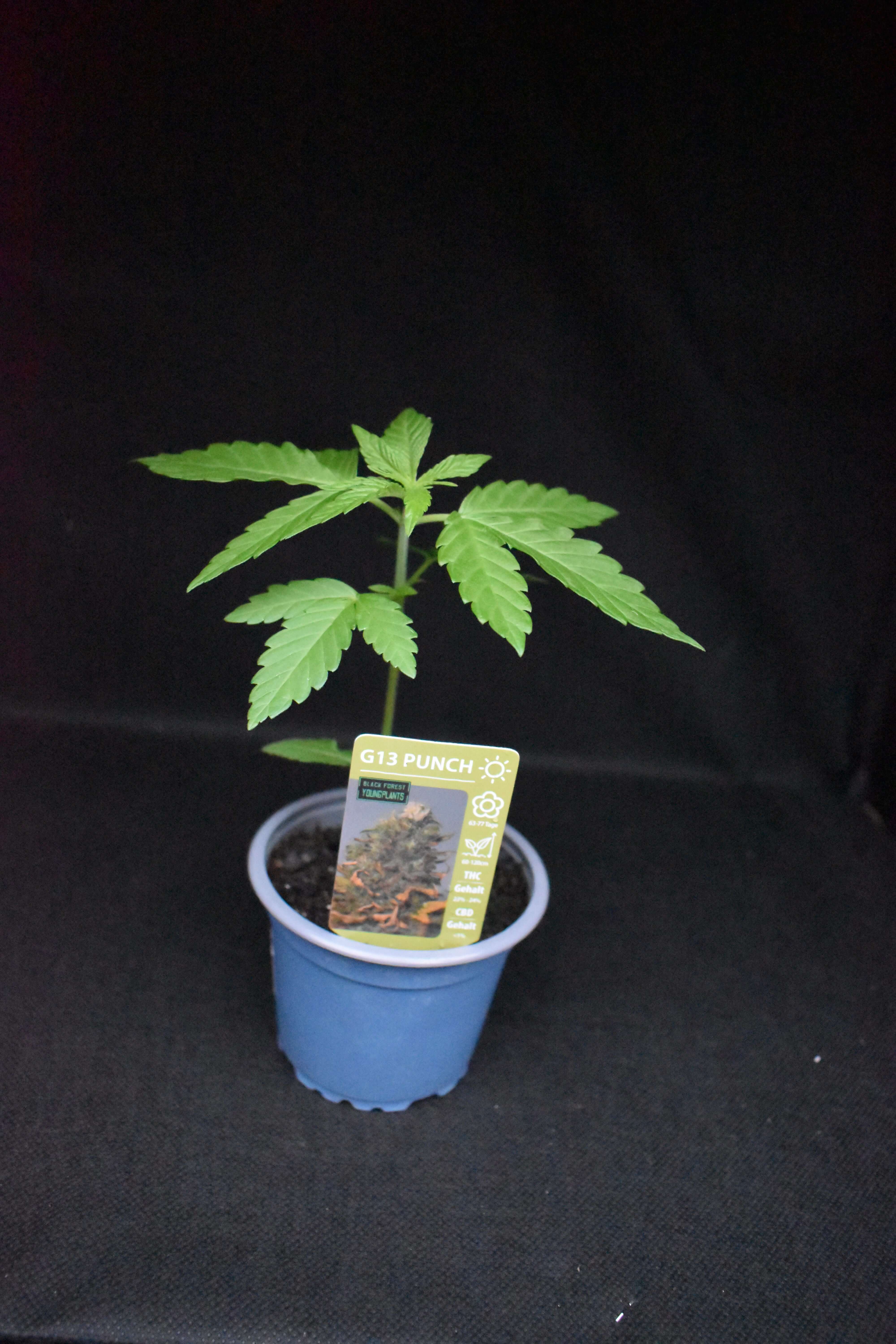 G-13 Punch Jungpflanze – Produktfoto bei Black Forest Seeds