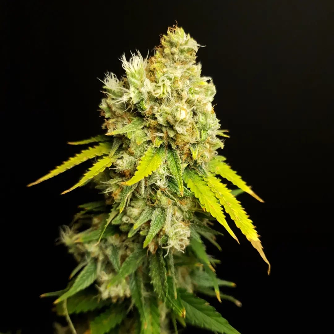 Jelly Bean – Produktfoto bei Black Forest Seeds