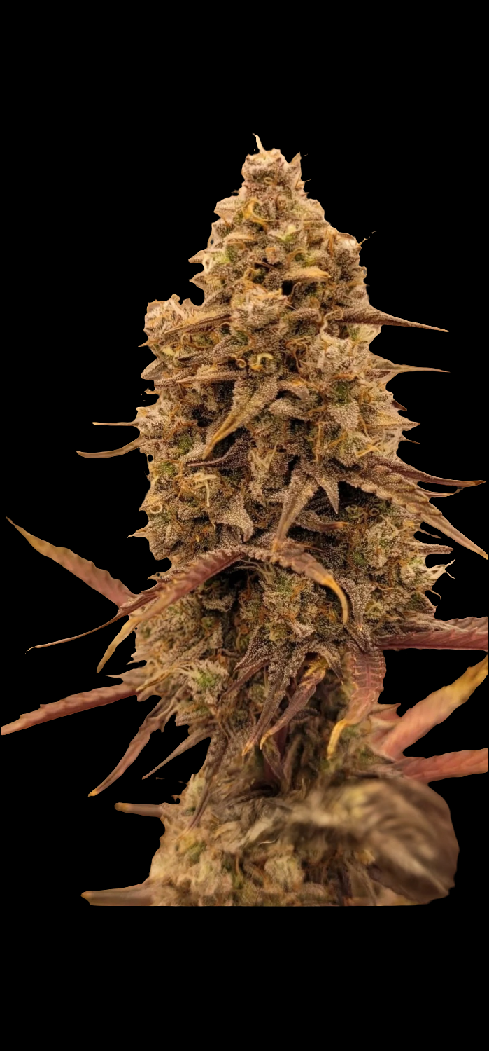 Gorilla Glue Auto – Produktfoto bei Black Forest Seeds