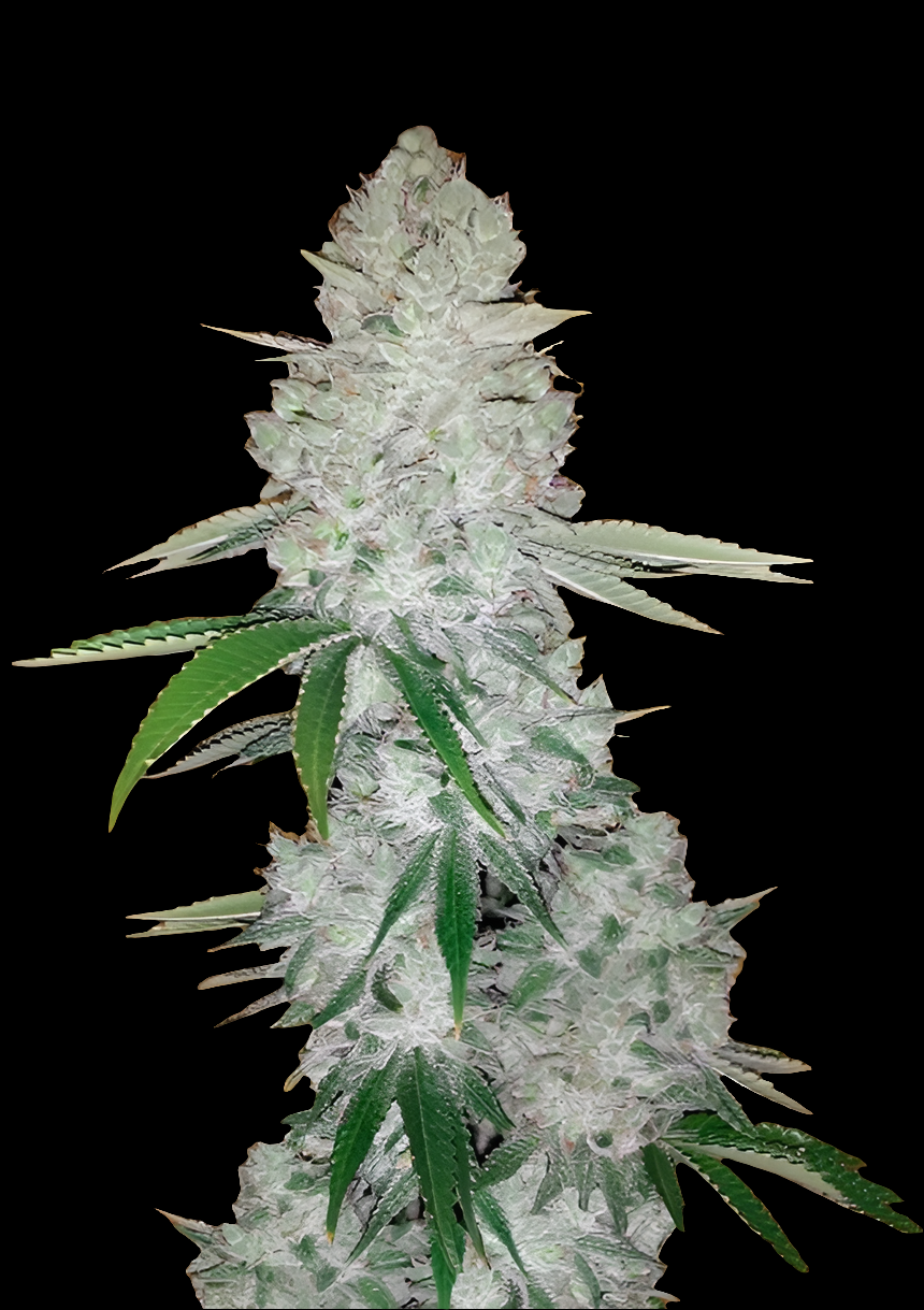 Gorilla Glue Fast – Produktfoto bei Black Forest Seeds