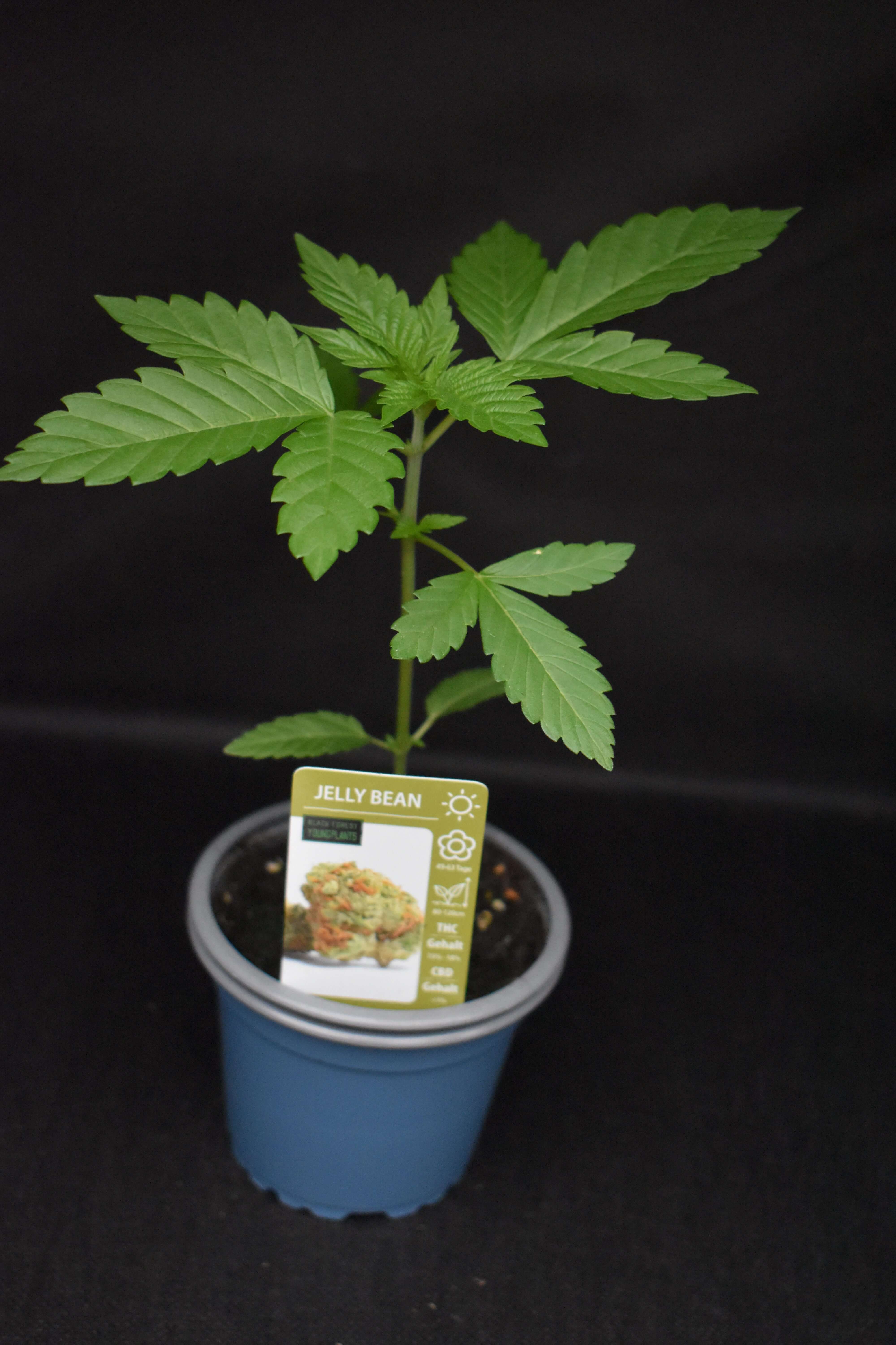 Gelly Bean Jungpflanze – Produktfoto bei Black Forest Seeds