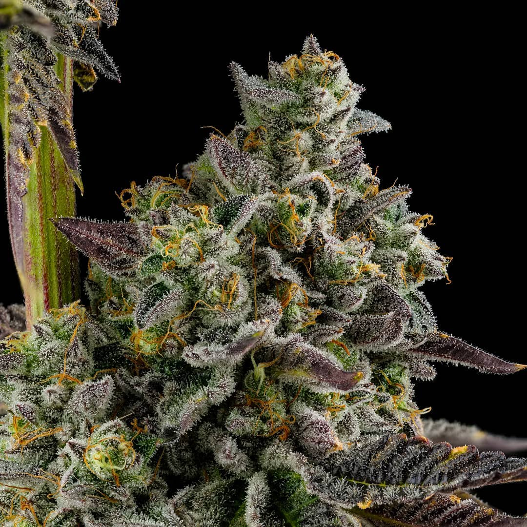 Kosher Kush Fast – Produktfoto bei Black Forest Seeds