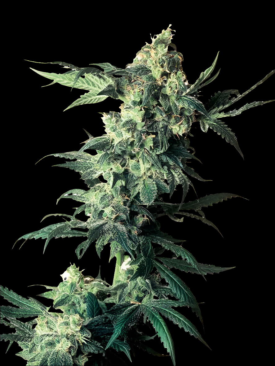 Norther Lights XXL Auto – Produktfoto bei Black Forest Seeds