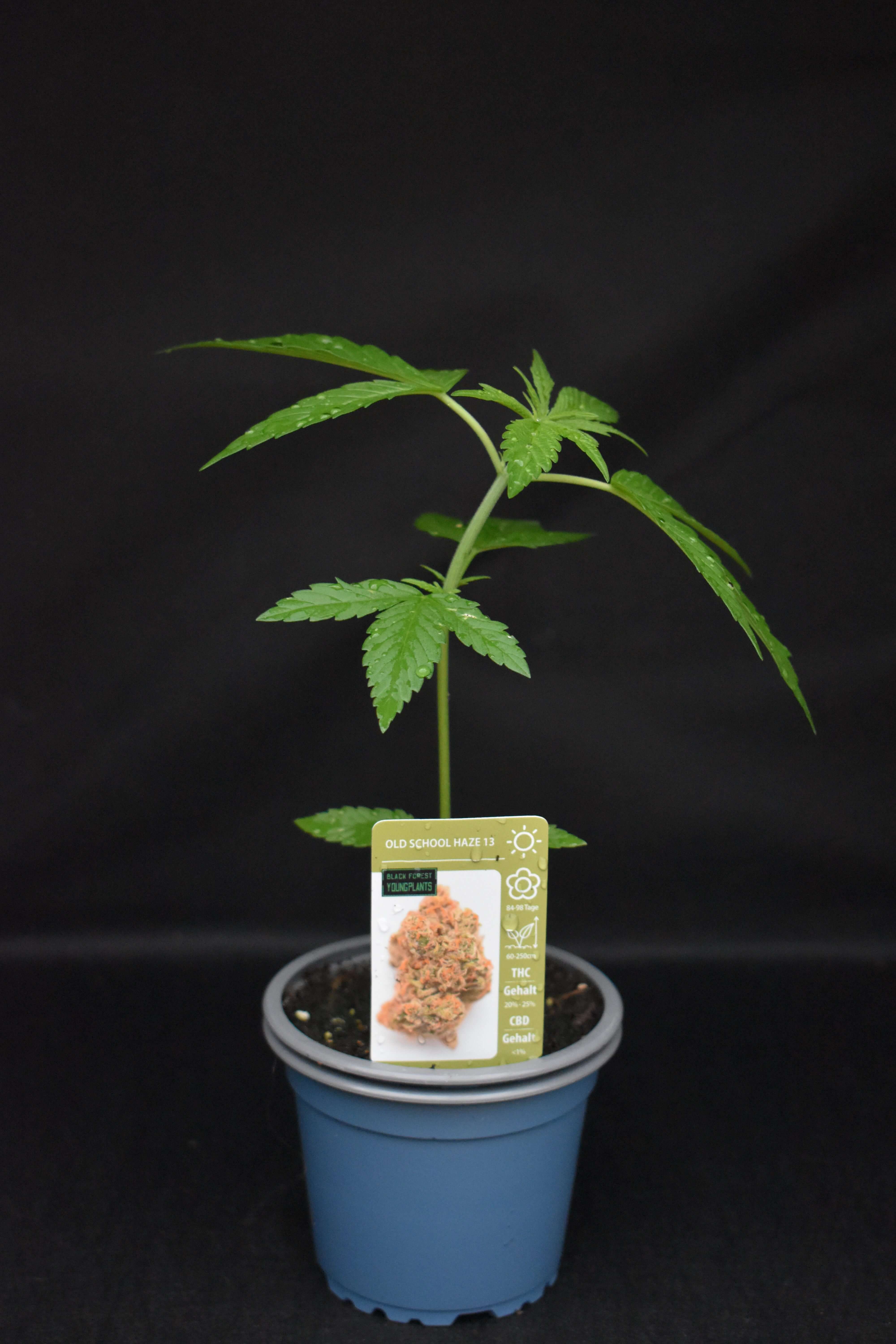 Old School Haze 13 Jungpflanze – Produktfoto bei Black Forest Seeds