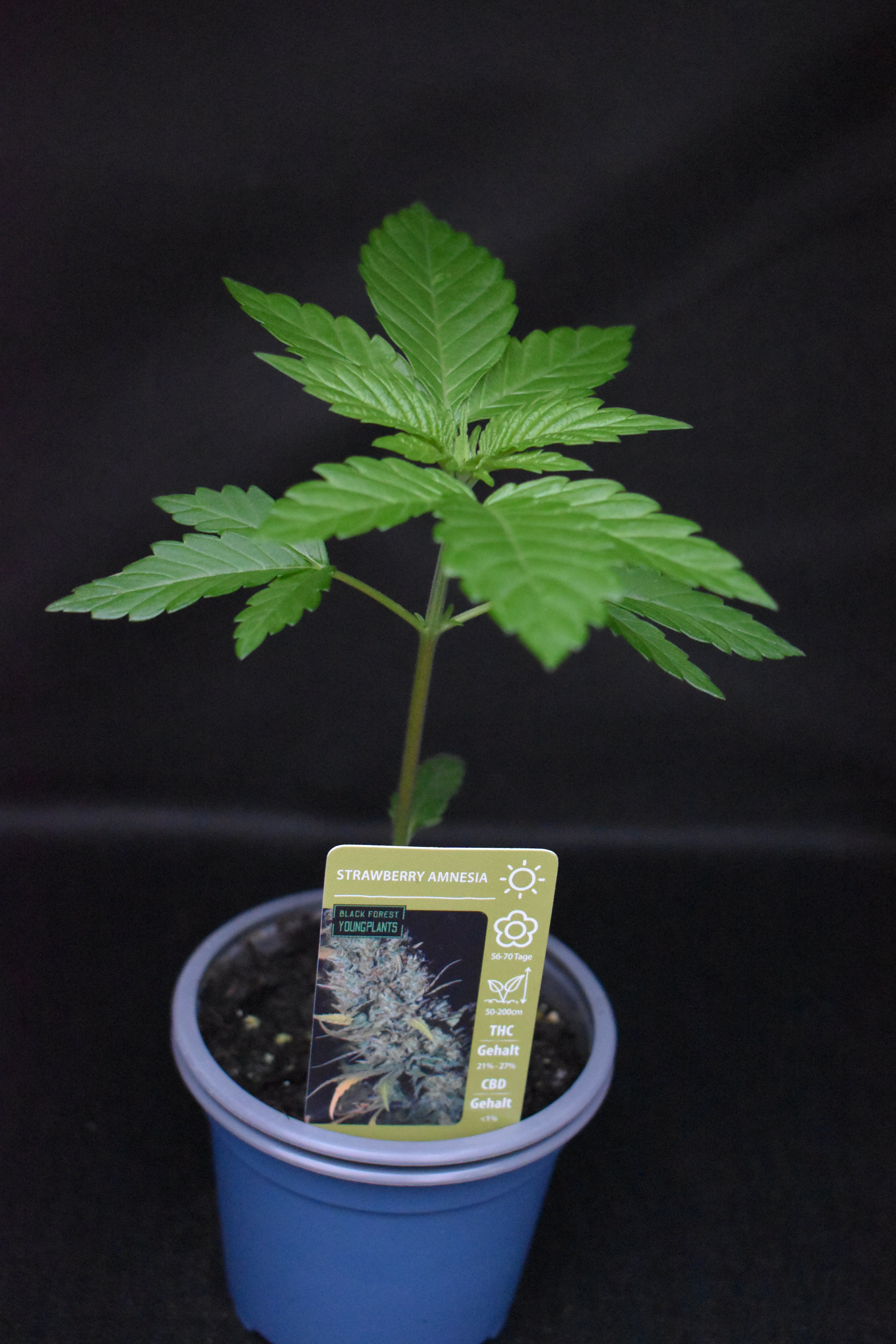 Strawberry Amnesia Jungpflanze