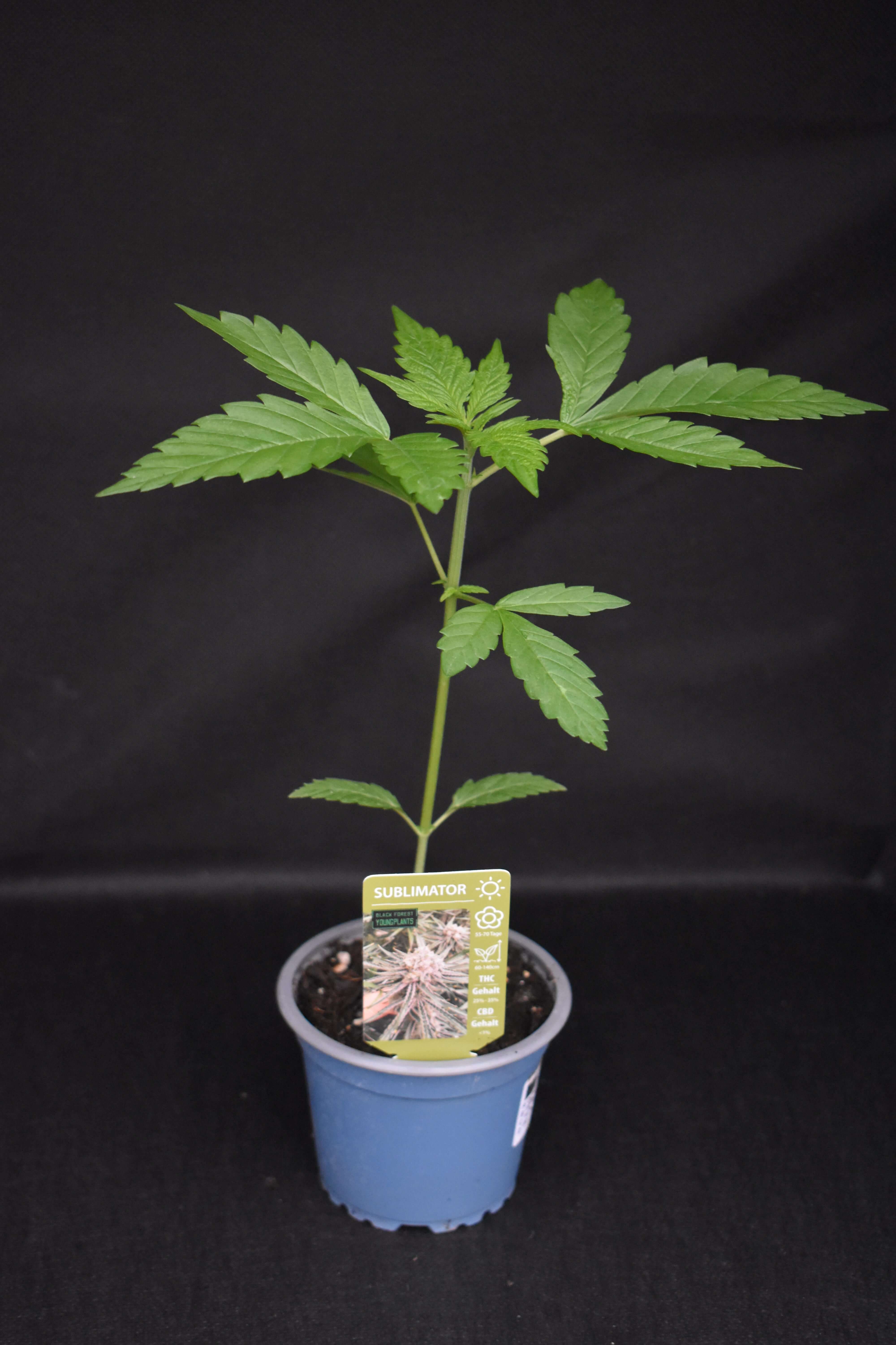 Sublimator Jungpflanze – Produktfoto bei Black Forest Seeds