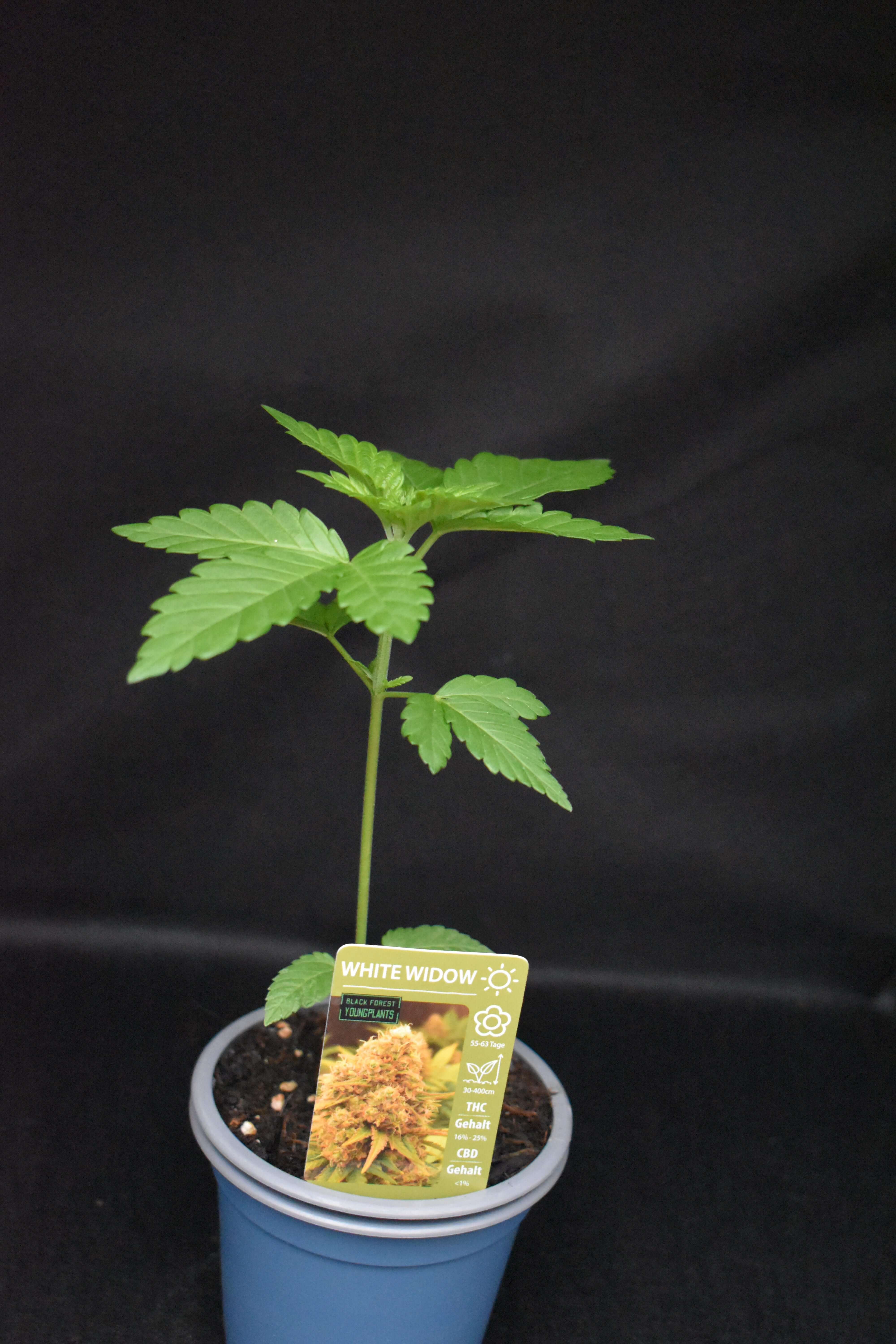 White Widow Jungpflanze – Produktfoto bei Black Forest Seeds