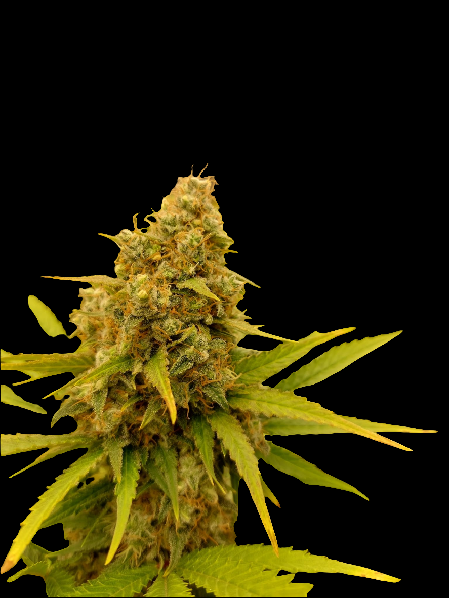 White Widow Auto – Produktfoto bei Black Forest Seeds