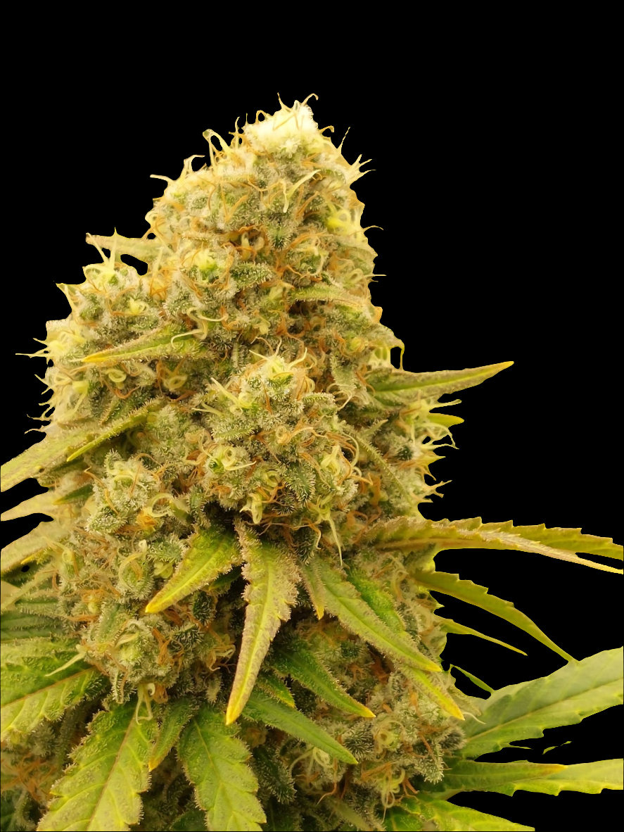 White Widow – Produktfoto bei Black Forest Seeds