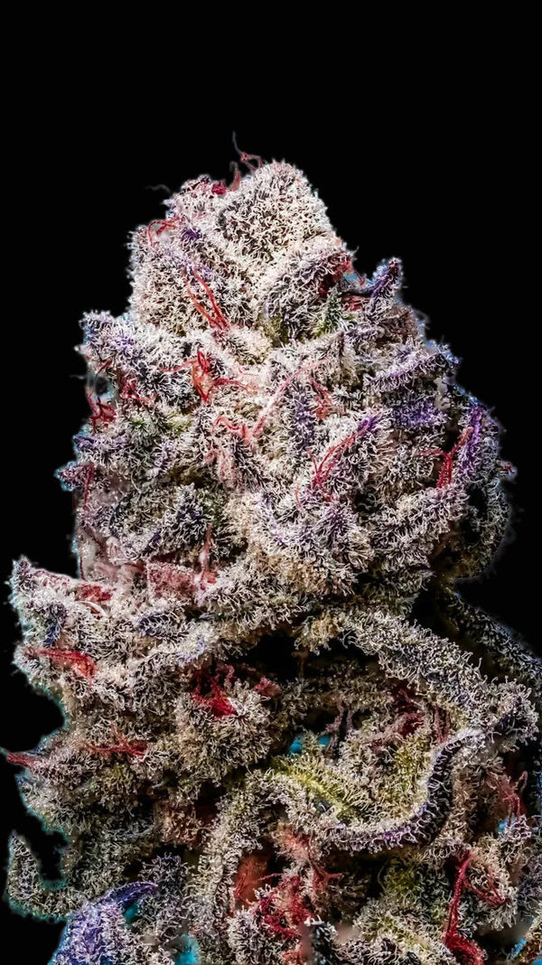 Blackberry Oreo 3er Pack Feminisierte Samen