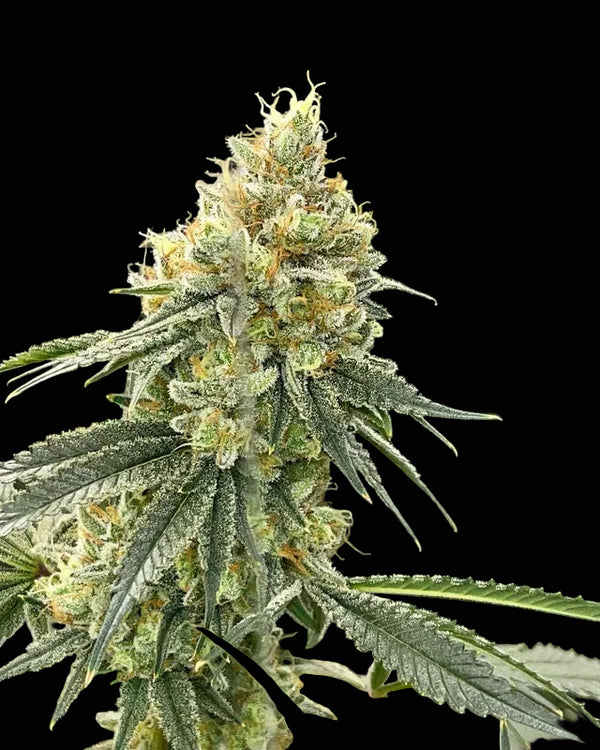 Jelly Bean 3er Pack Feminisierte Samen