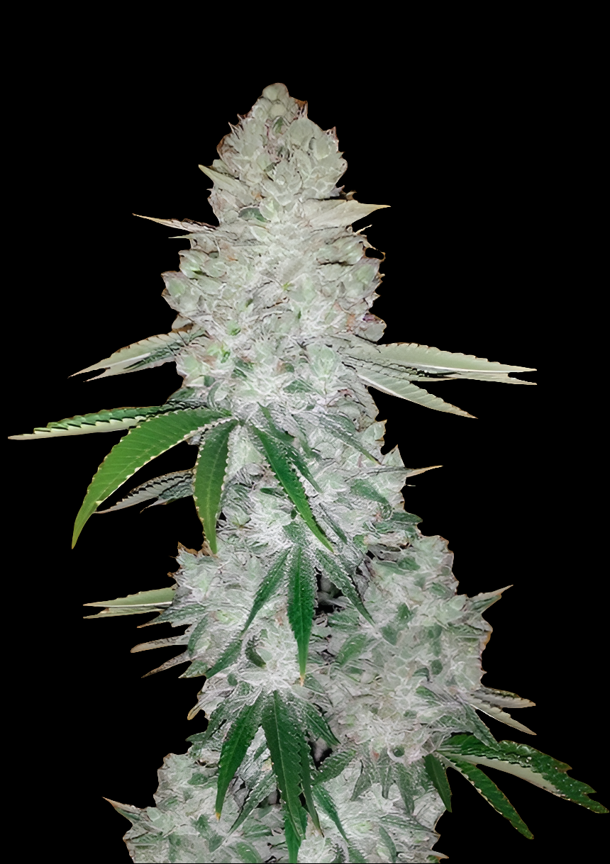 Gorilla Glue Fast Cannabis Samen 