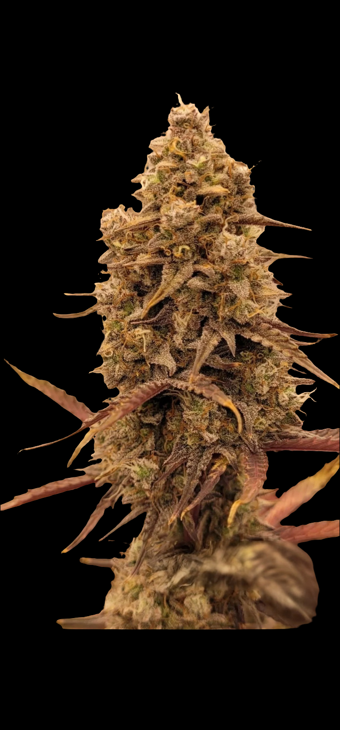 Gorilla Glue Automatic Cannabis Samen 