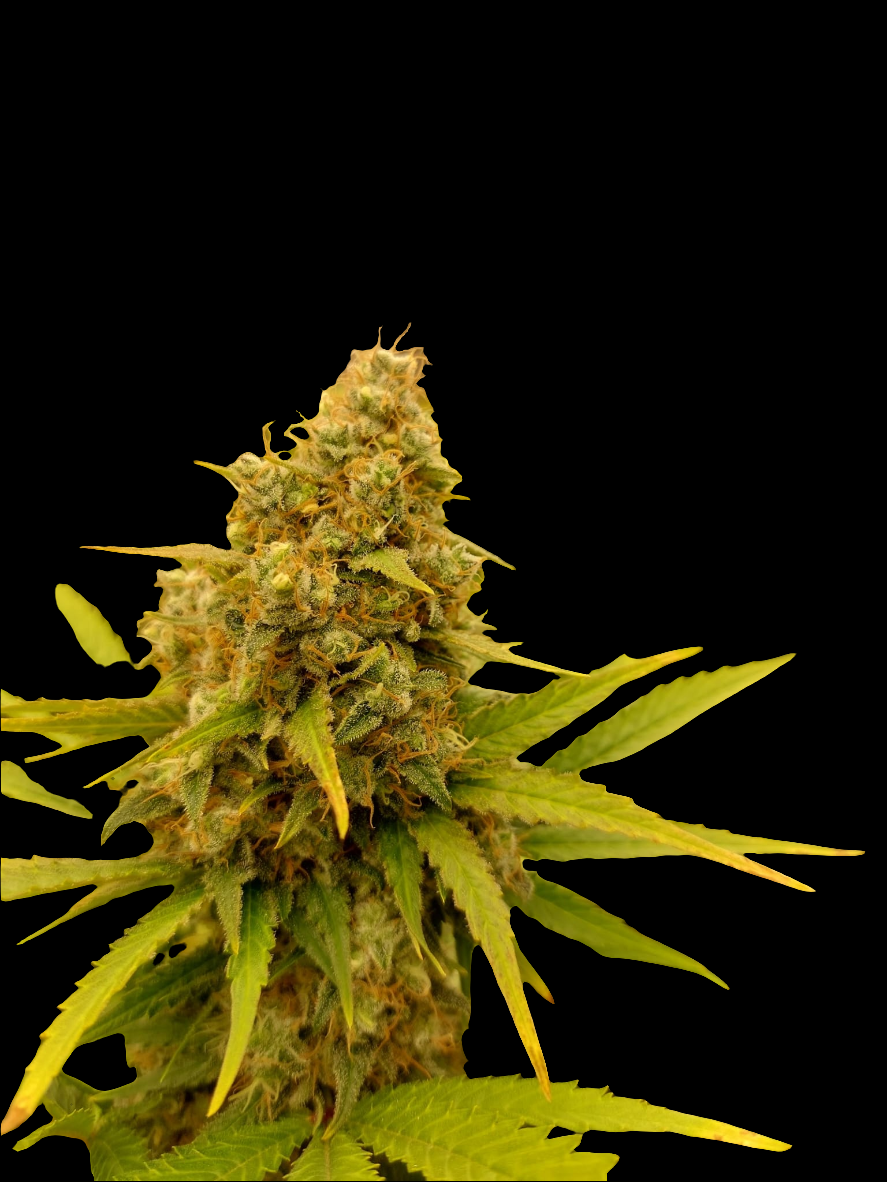 White Widow Automatic Cannabis Samen