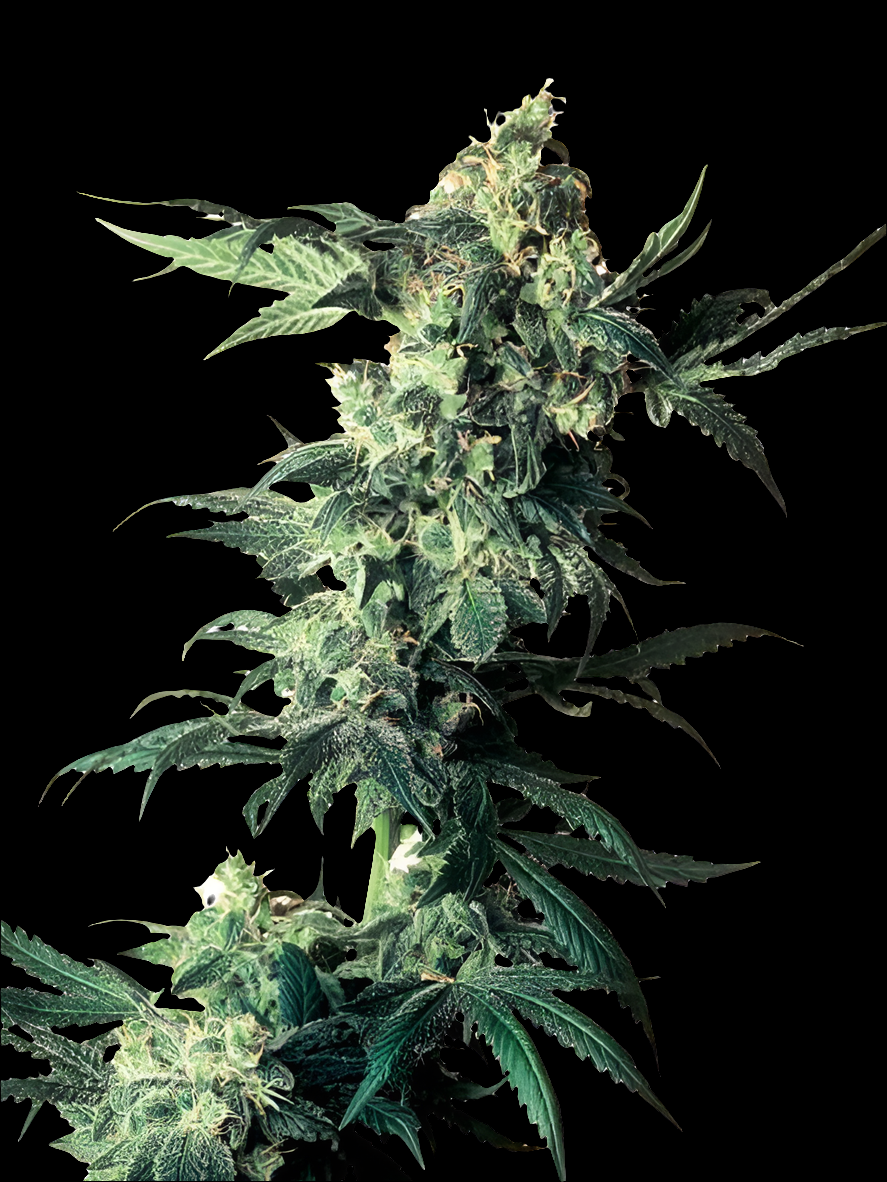 Northern Lights XXL Automatic Cannabis Samen 